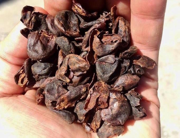 Cascara: het verborgen geheim van de koffiekers